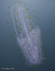 This comb jelly conveniently drifted by during a safety s... by Kip Nead 